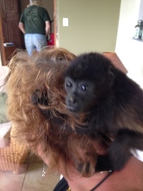 Luana has a monkey on her head!